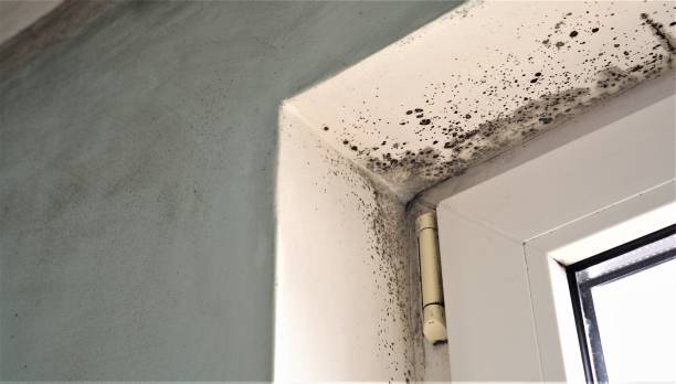 Best Residential Mold Inspection & Testing  in USA