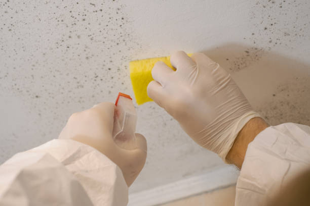 Best Forensic Mold Investigation  in USA